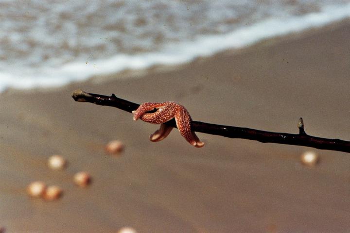 Ein Seestern an der Atlantikküste